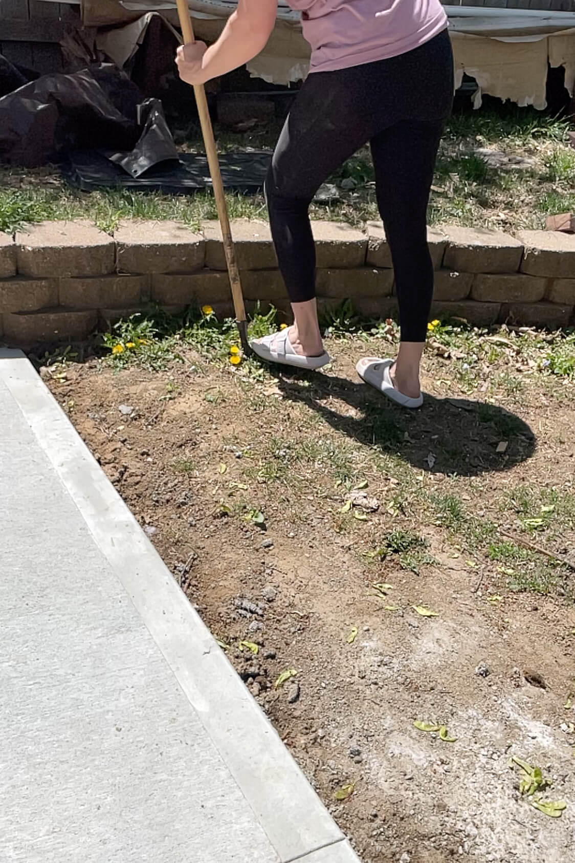 How to use Grampa's Weeder to remove dandelions.